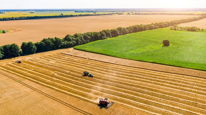 Цены на пшеницу рекордно снизились — Bloomberg