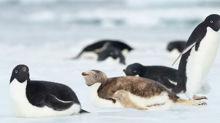 Опасный вирус достиг Антарктиды: ученые обнаружили первые смерти пингвинов
