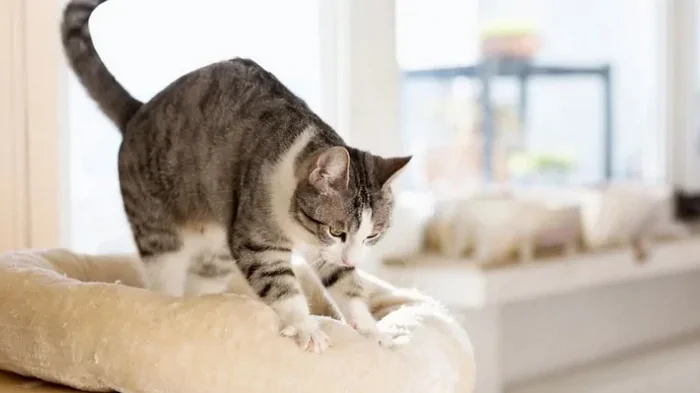 Впервые за 35 лет: в Сингапуре снимут запрет на содержание кошек в многоквартирных домах