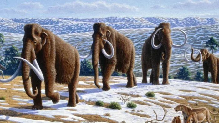 Похожие на слонов вымершие животные: в чем разница между мастодонтом и мамонтом (фото)