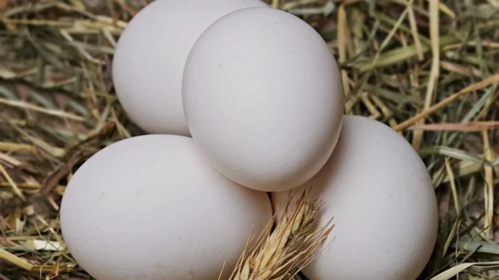 ЕС возобновил пошлины на украинские яйца и сахар